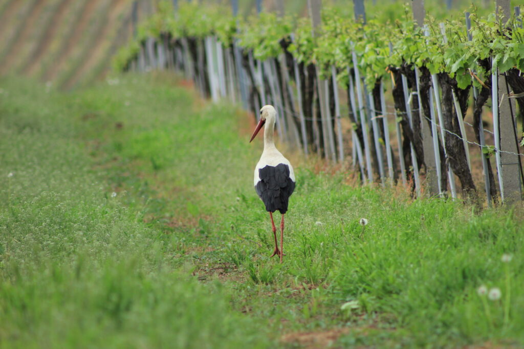 Biologisch-Bild mit Storch im Weingarten